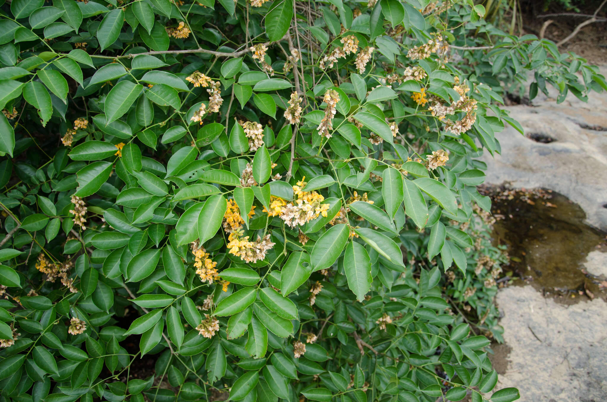 Image of Pterocarpus santalinoides DC.