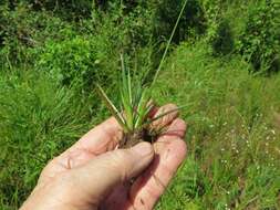 Image de Eriocaulon texense Körn.