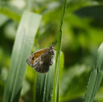 Image of small heath