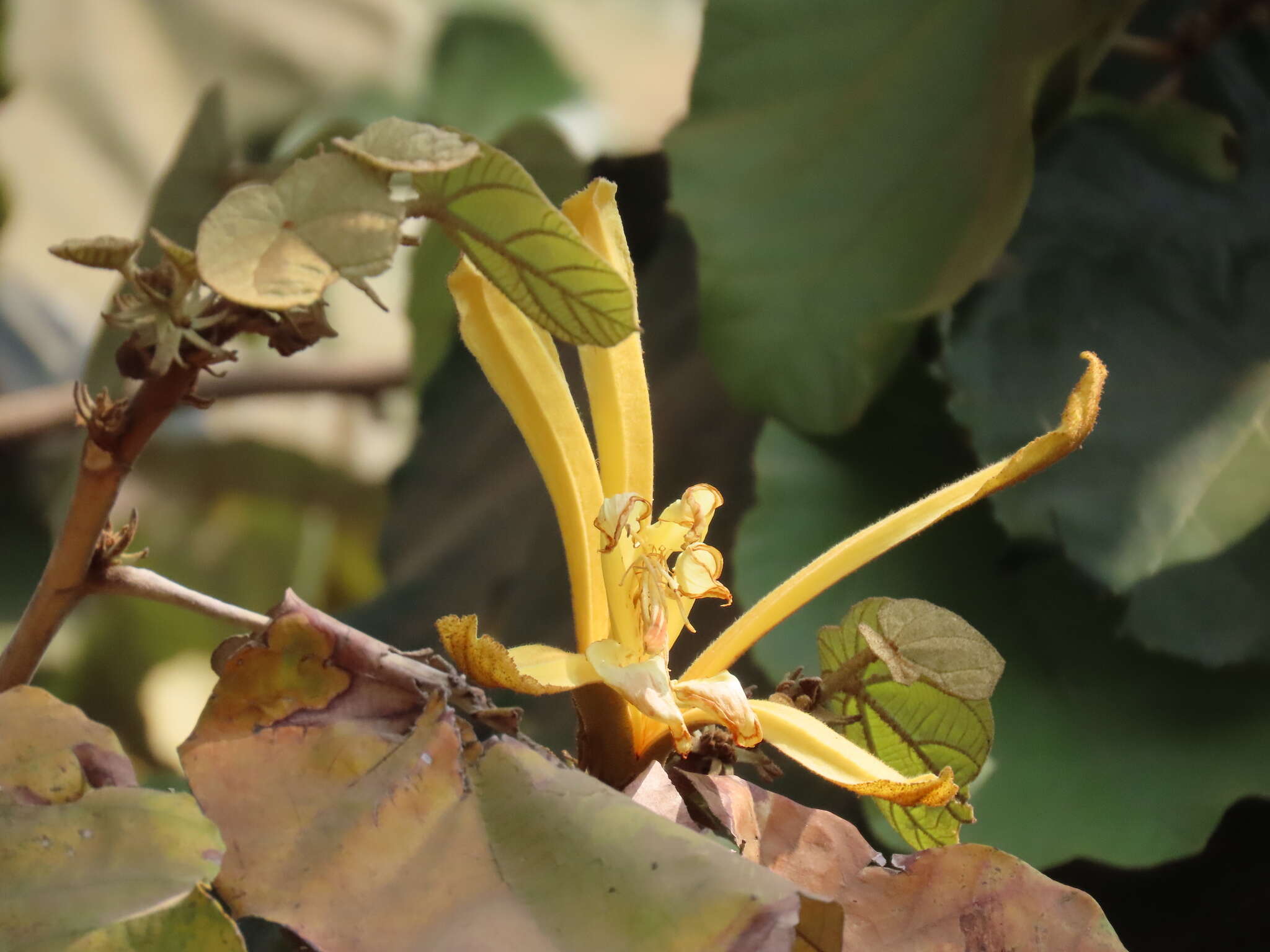 Image of Pterospermum acerifolium (L.) Willd.