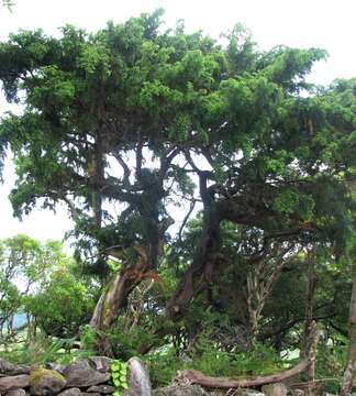 Image of Azores Juniper