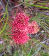 Plancia ëd Leucospermum heterophyllum (Thunb.) Rourke