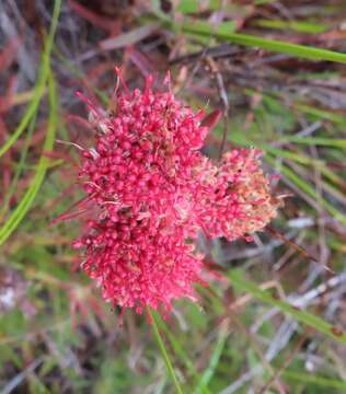 Imagem de Leucospermum heterophyllum (Thunb.) Rourke