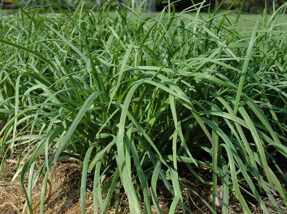 Image of Chinese chives