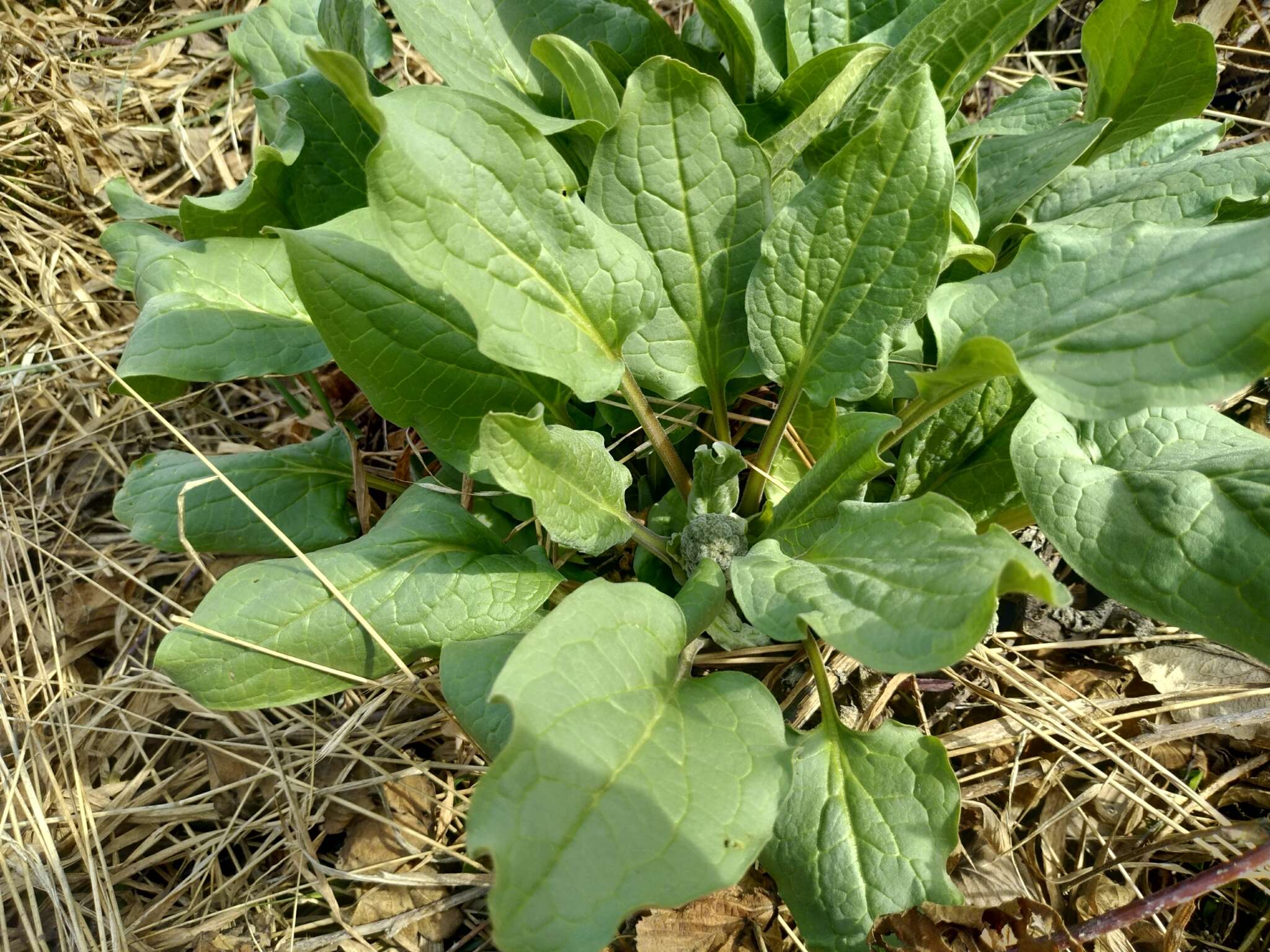 Image of Cynoglossum circinnatum (Ledeb.) Greuter & Burdet