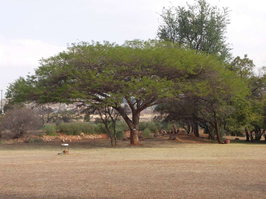 Image of Vachellia sieberiana (DC.) Kyal. & Boatwr.