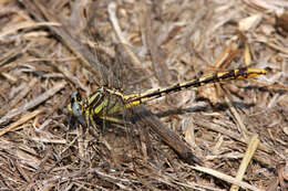 صورة Phanogomphus militaris (Hagen ex Selys 1858)