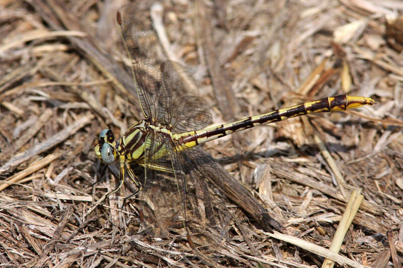 صورة Phanogomphus militaris (Hagen ex Selys 1858)