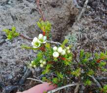 Image of Diosma aspalathoides Lam.