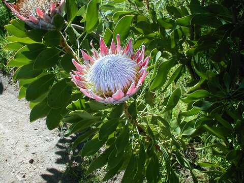 Imagem de Protea cynaroides (L.) L.