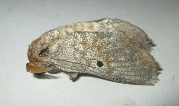 Gastroplakaeis meridionalis Aurivillius 1901的圖片