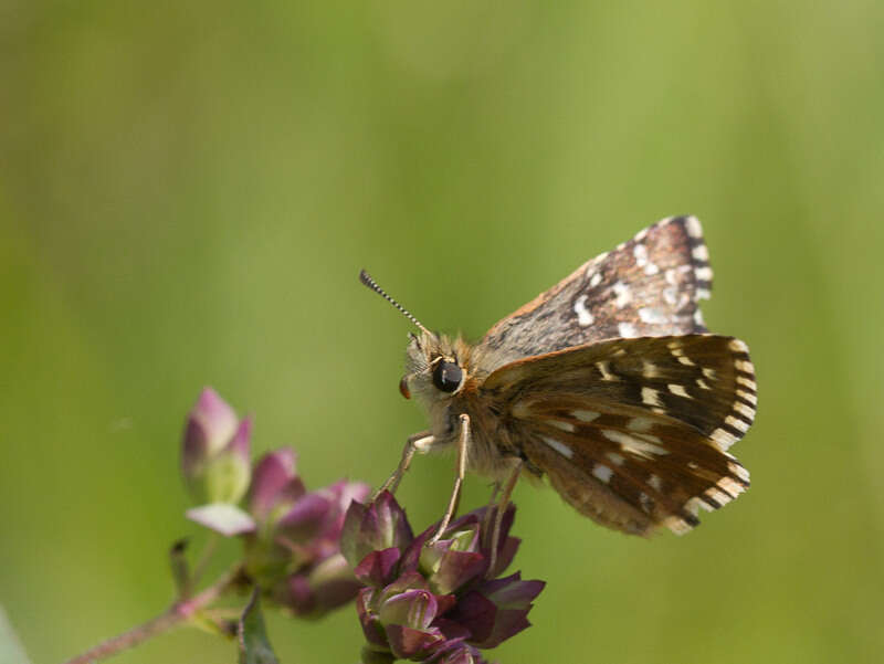 Image of Southern Grizzled Skipper