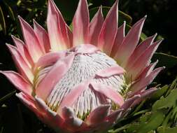 Imagem de Protea cynaroides (L.) L.