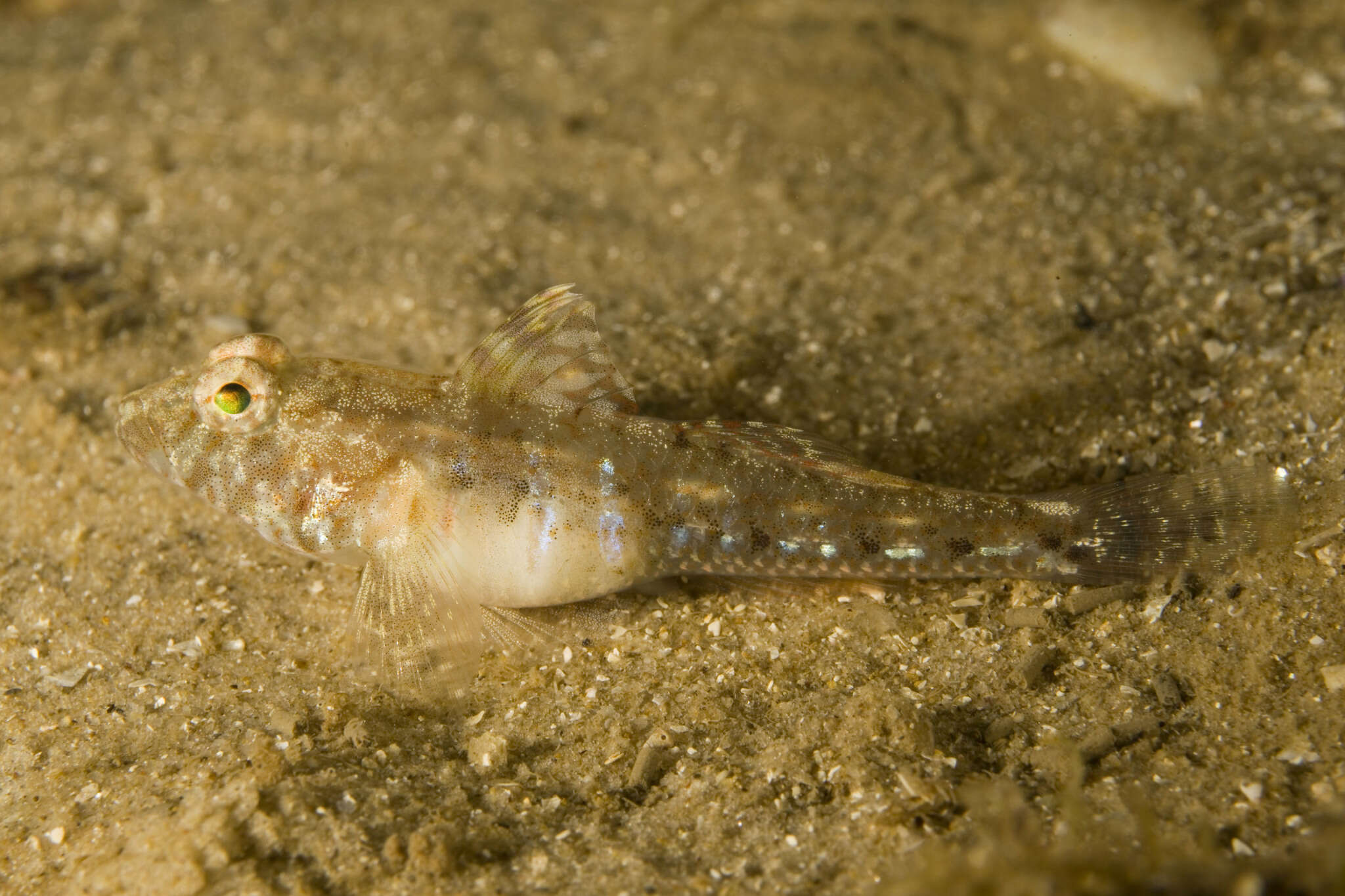 Plancia ëd Nesogobius pulchellus (Castelnau 1872)