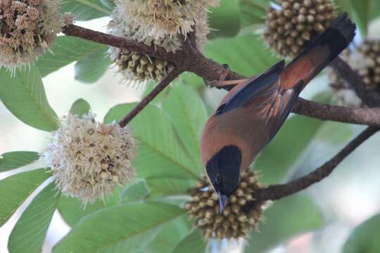 Image of Rufous Sibia