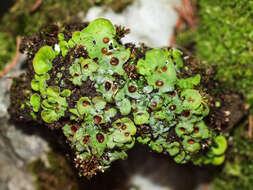 Image of chocolate chip lichen