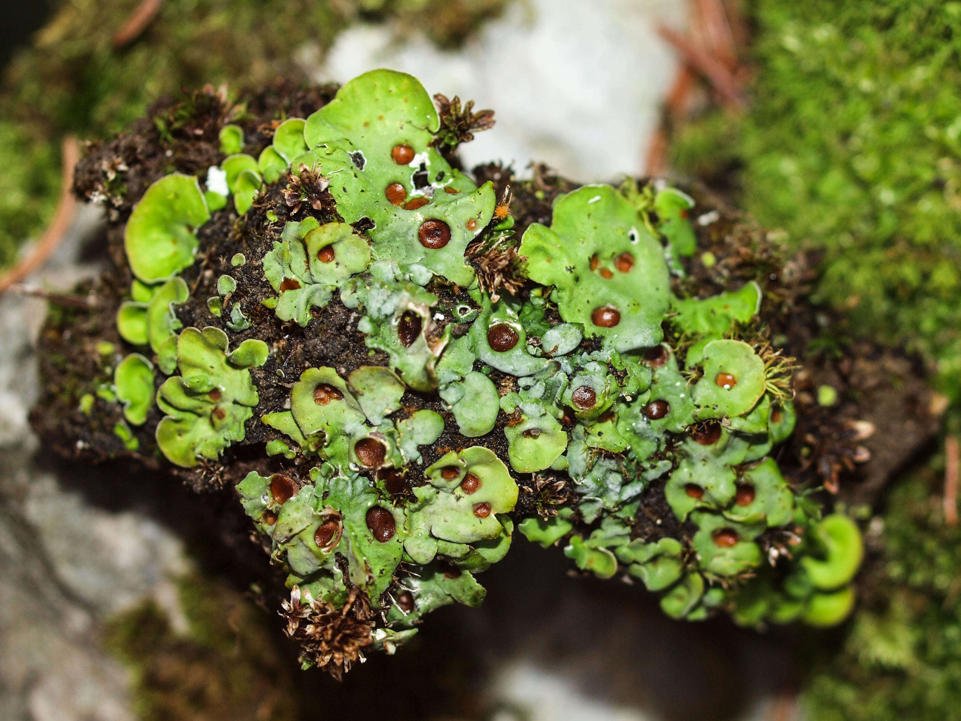 Image of chocolate chip lichen