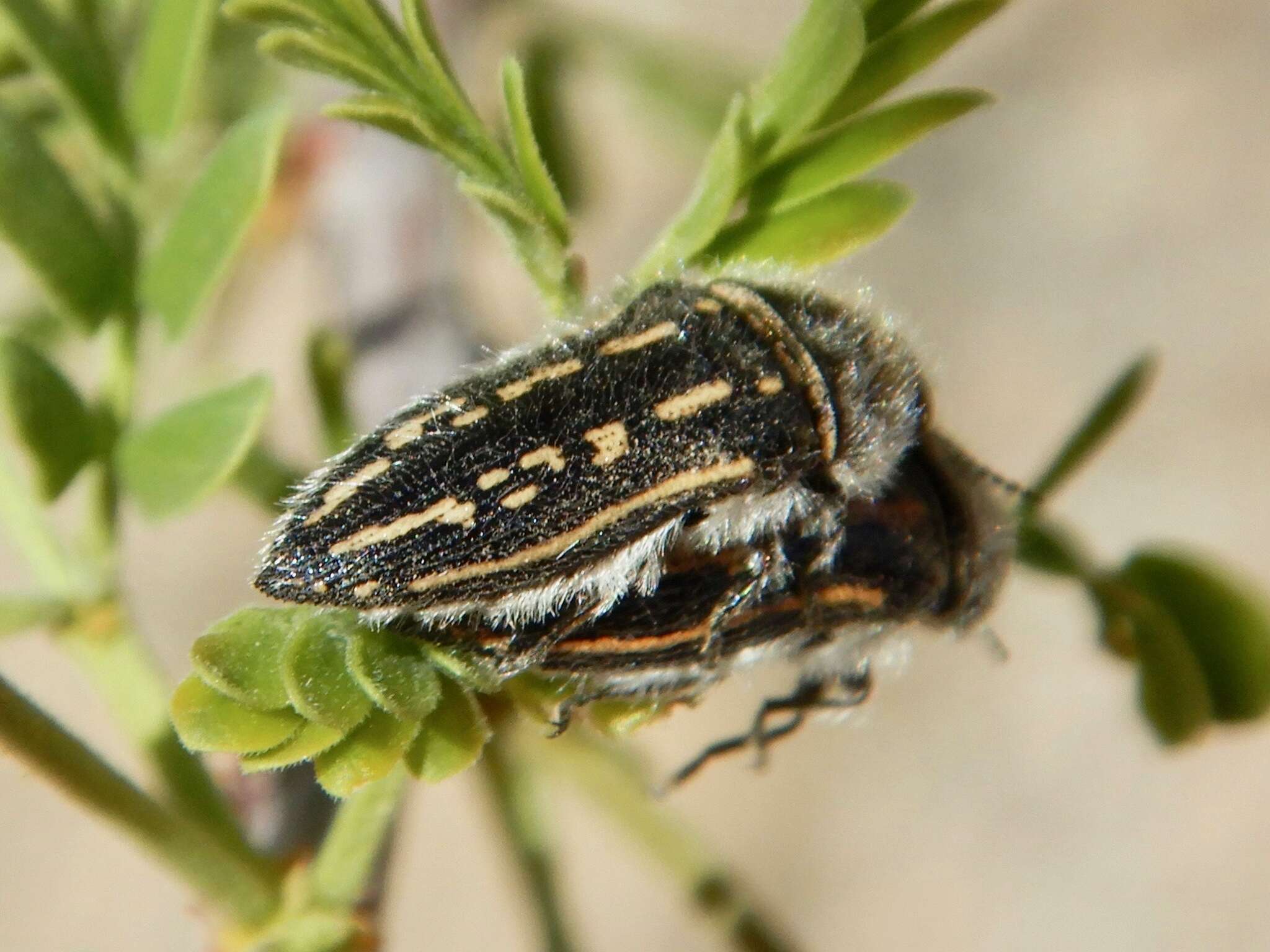 Sivun Acmaeodera pubiventris Horn 1878 kuva