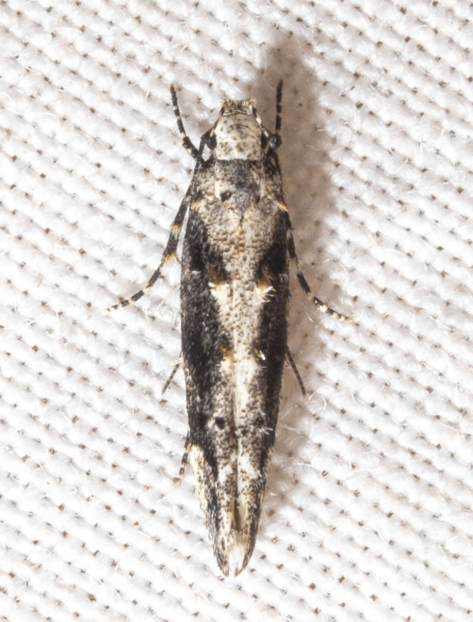 Image of Coleotechnites Flower Moth