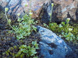 صورة Saxifraga hyperborea R. Br.