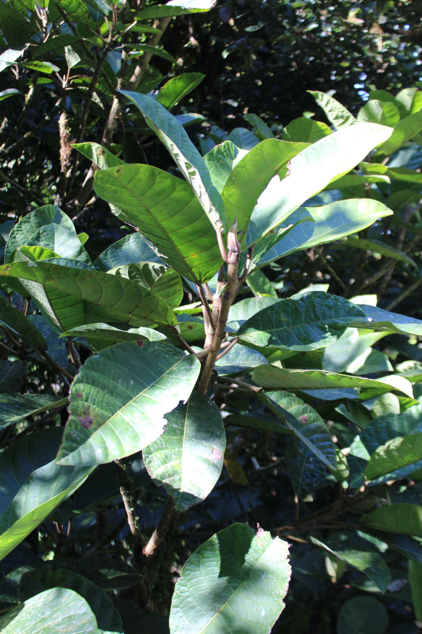 صورة Ficus macbridei Standl.