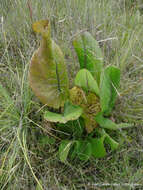 Image of Psacalium silphiifolium (B. L. Rob. & Greenm.) H. Rob. & Brettell