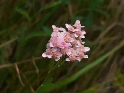 Achillea roseo-alba Ehrend. resmi