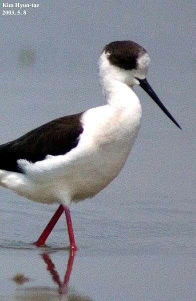 Image of Black-winged Stilt