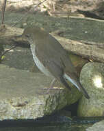 Image of Gray-cheeked Thrush