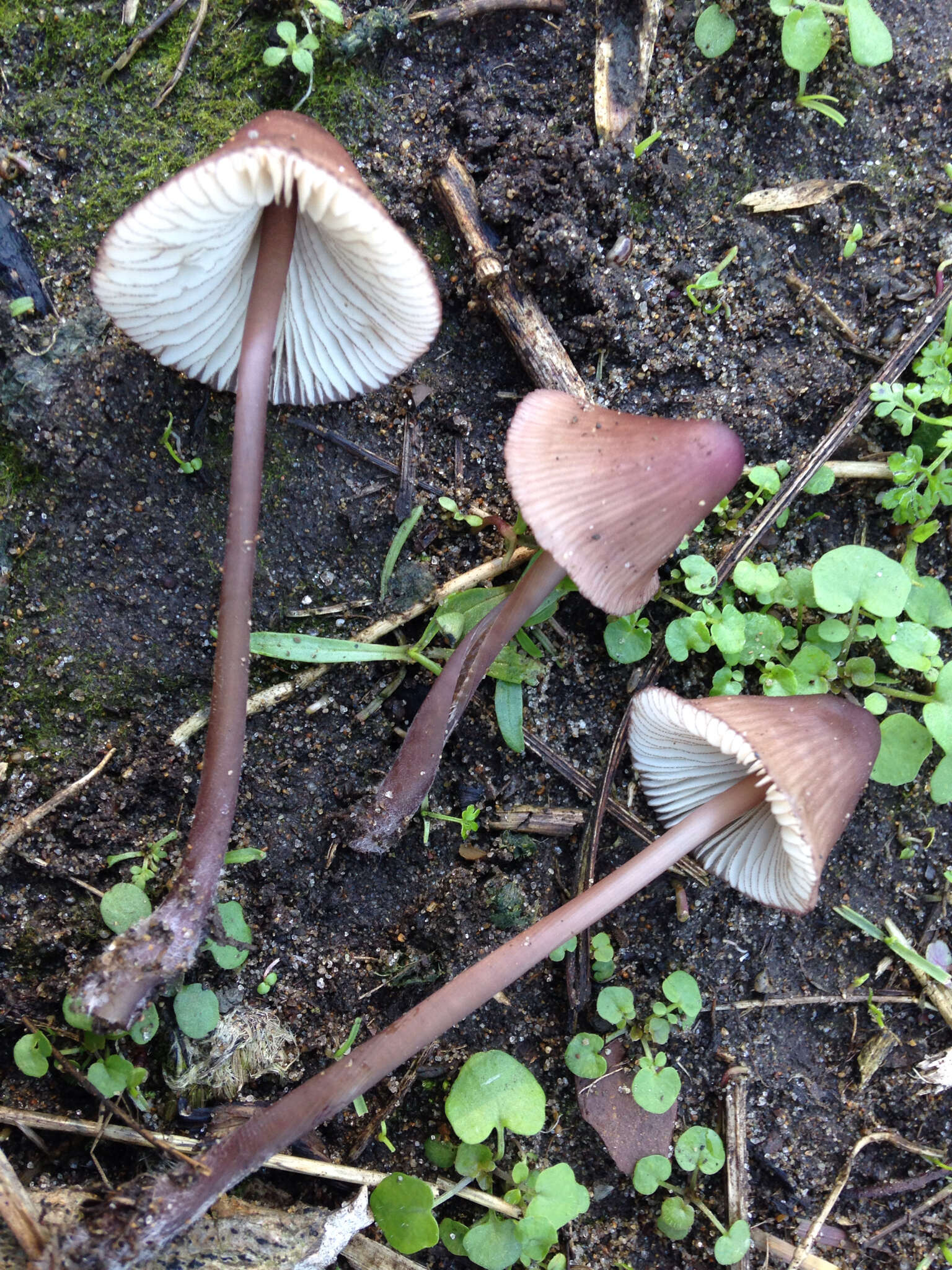 Mycena purpureofusca (Peck) Sacc. 1887 resmi