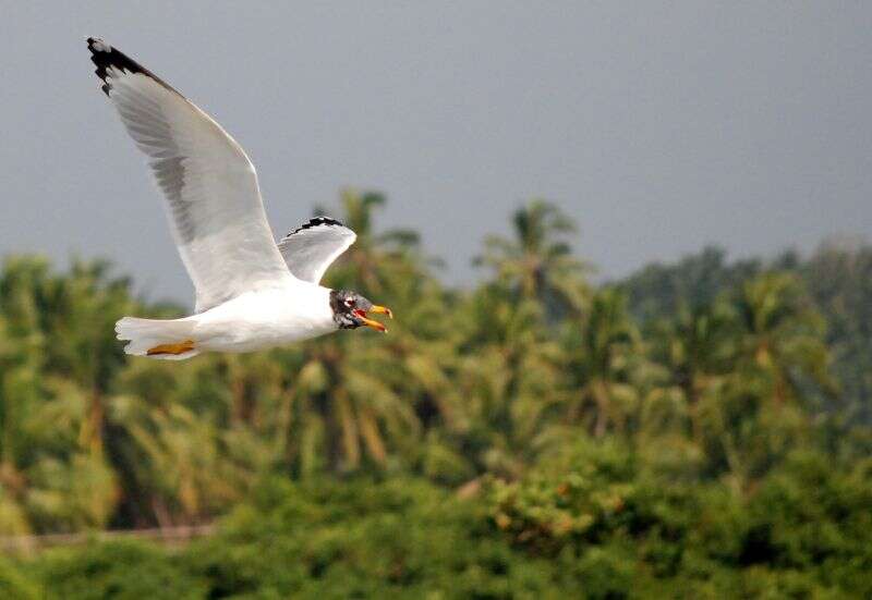 Image of Pallas's Gull