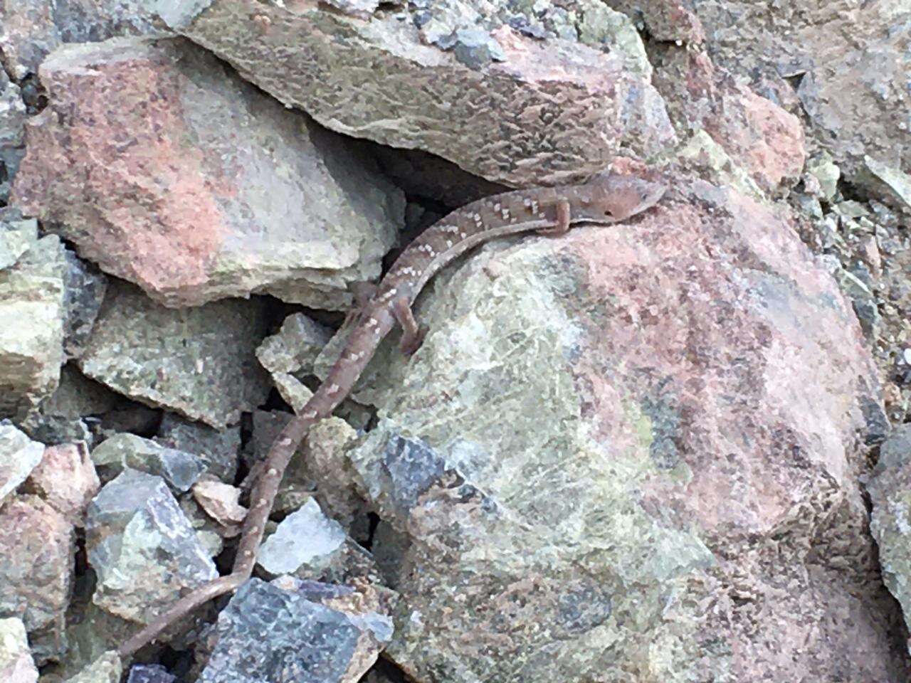 Image of Texas alligator lizard