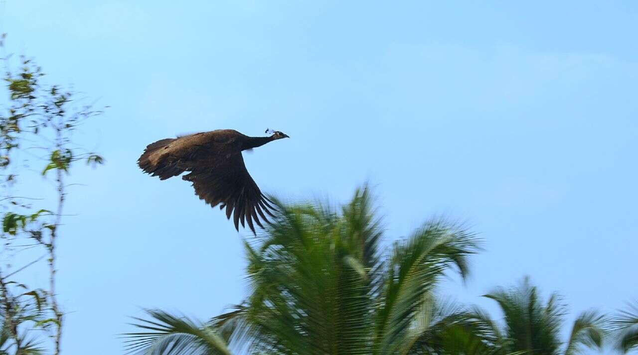 Image of Asiatic peafowl