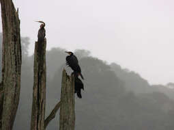 Image of Oriental Darter