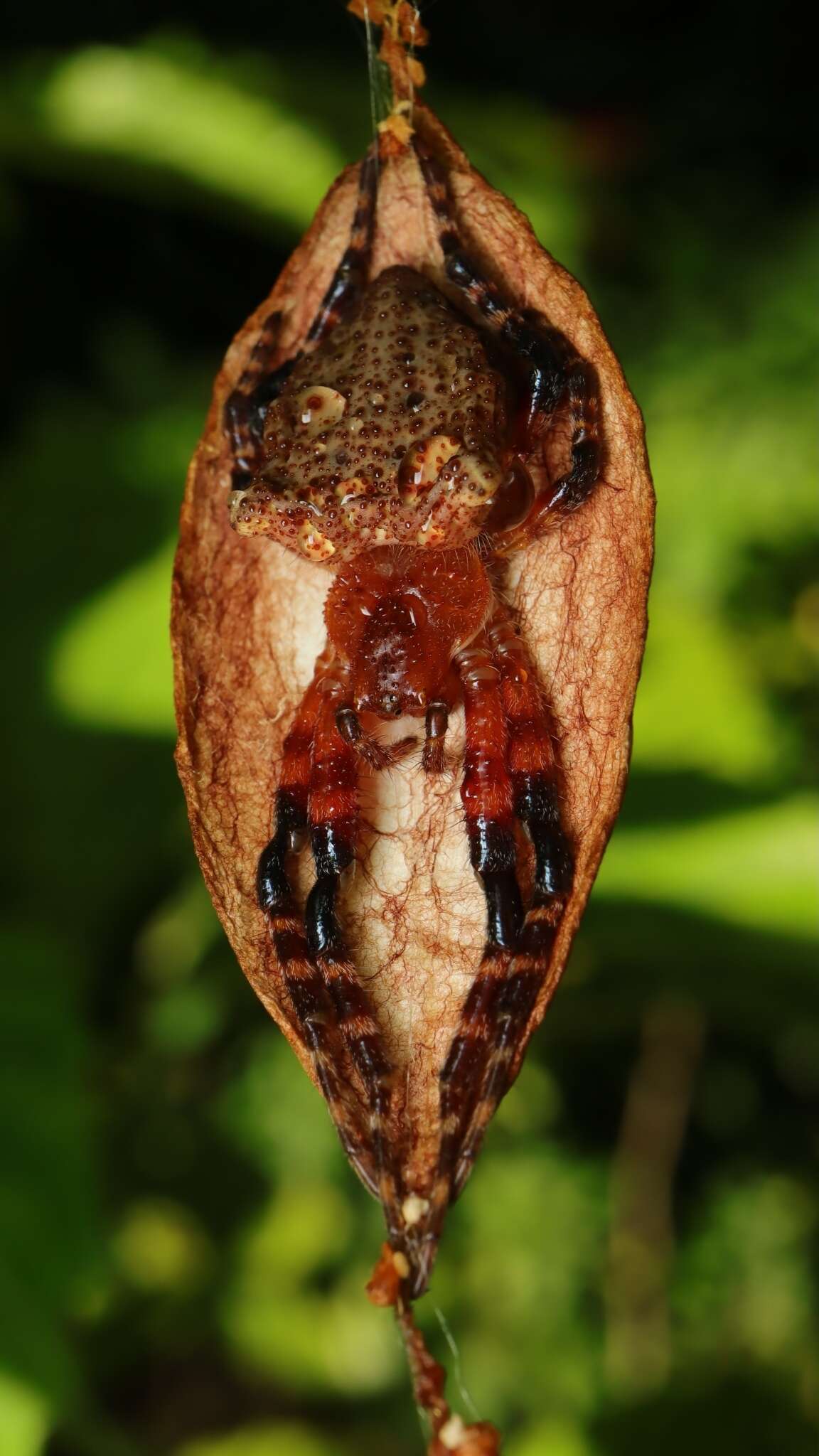 Image of Red Tent Spider