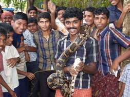 Image of Asiatic rock python