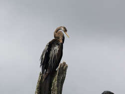 Image of Oriental Darter