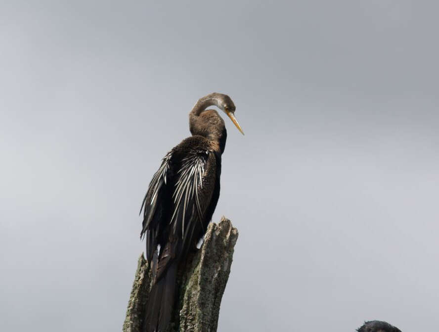 Image of Oriental Darter