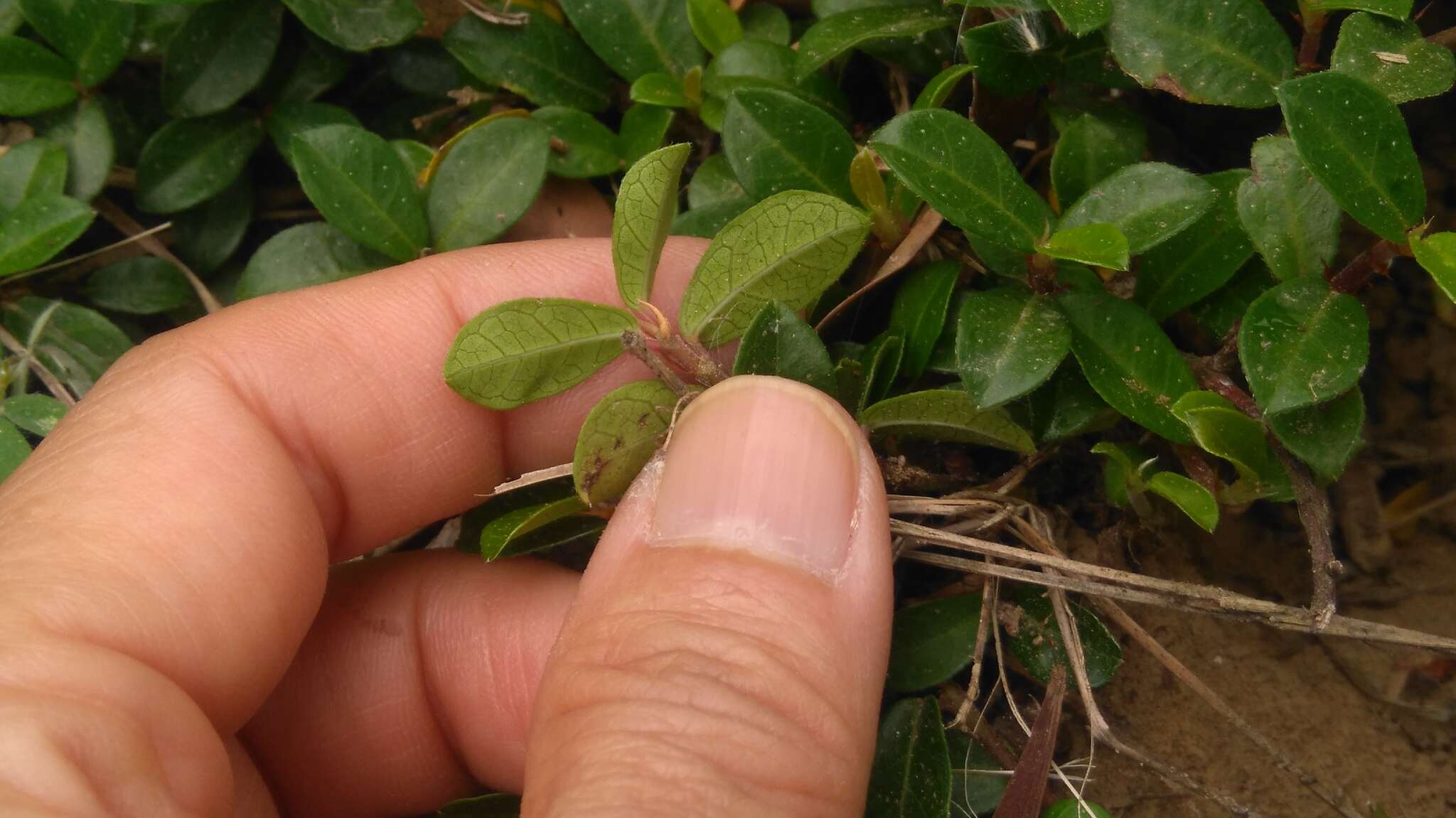 Image of Ficus vaccinioides Hemsl. & King ex King