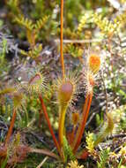 Image of New Zealand sundew