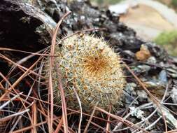 Imagem de Mammillaria flavicentra Backeb. ex Mottram