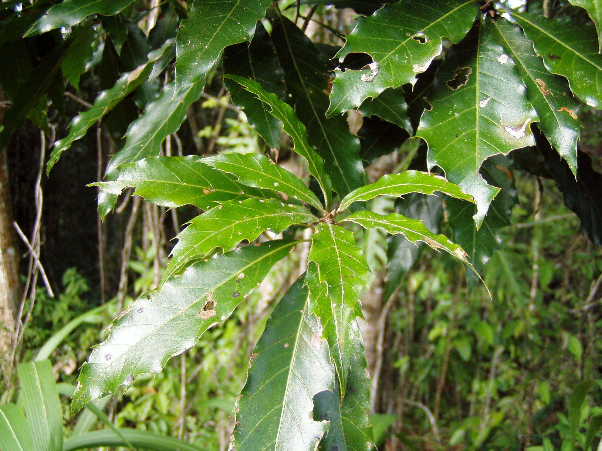Quercus cortesii Liebm.的图像