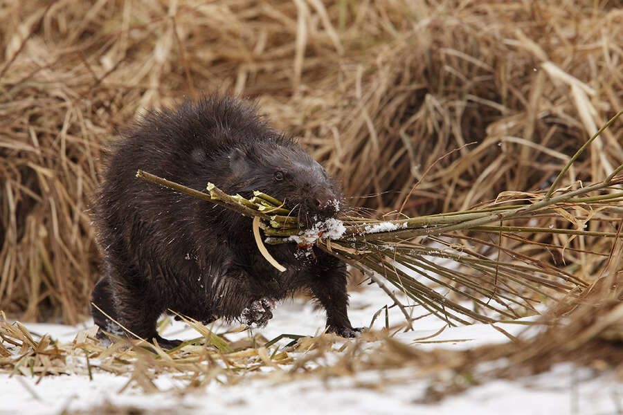 Image of European beaver