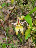 Image of Karri cowslip orchid