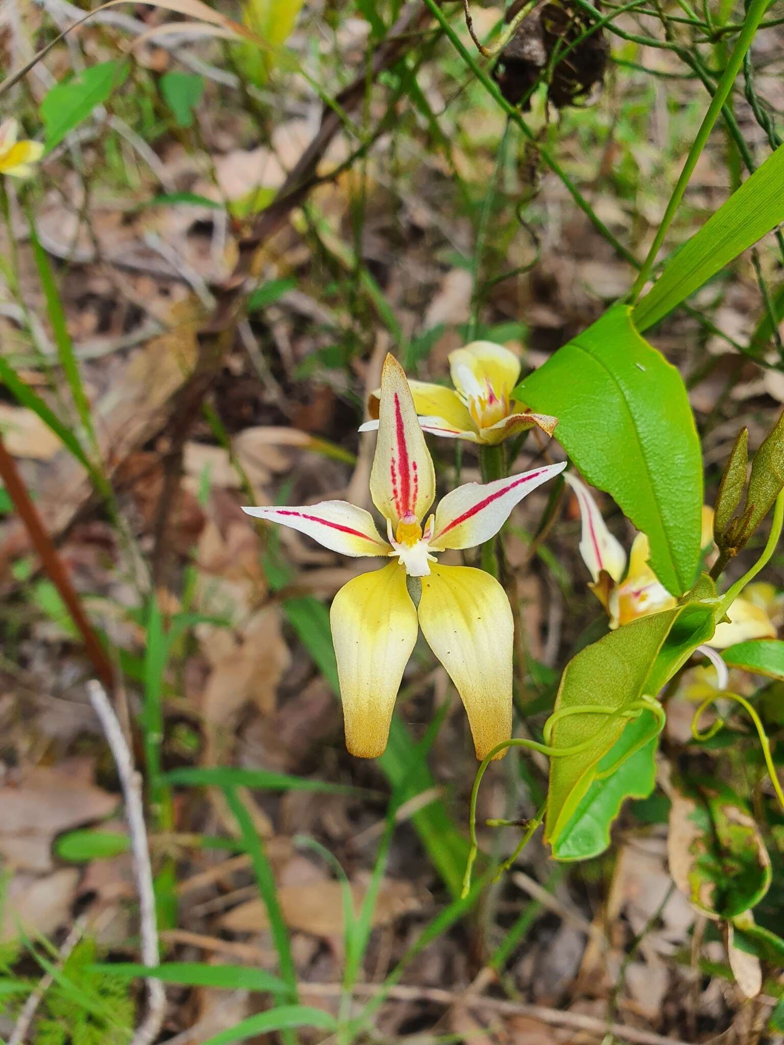 Image of Karri cowslip orchid