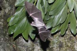 Image of Single Leaf Bats.
