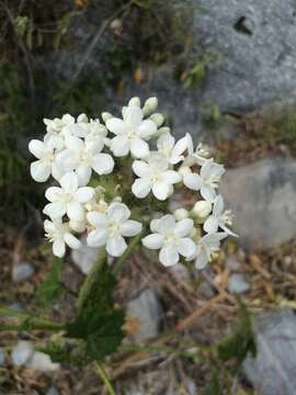 Image of Cnidoscolus rotundifolius (Müll. Arg.) McVaugh