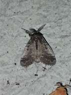 Image of Variable Tussock Moth
