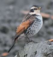 Image of Dusky Thrush