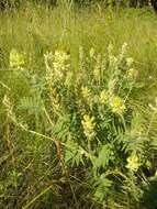 Oxytropis pilosa (L.) DC. resmi